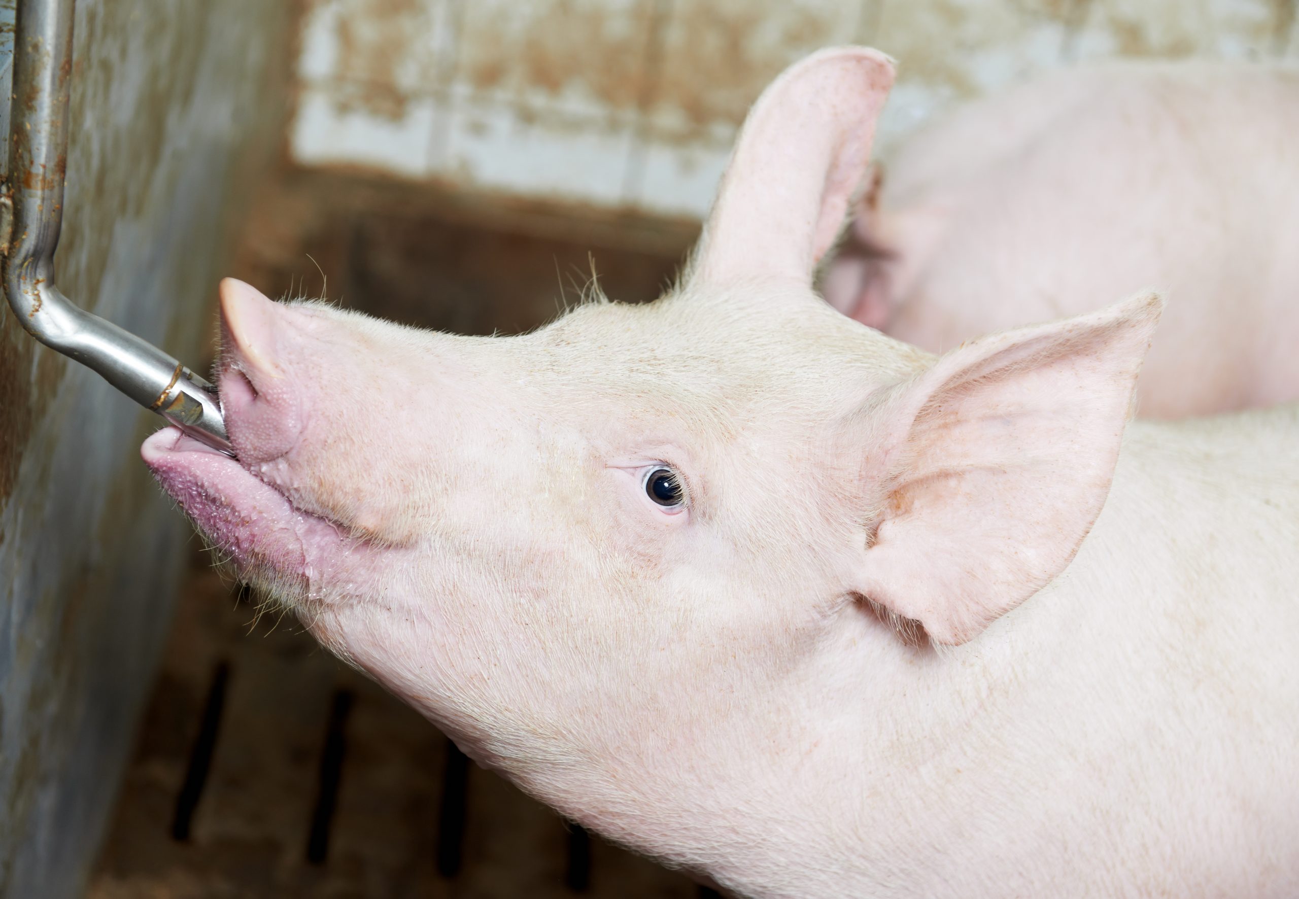 Consequences of heat stress on pigs Thermo