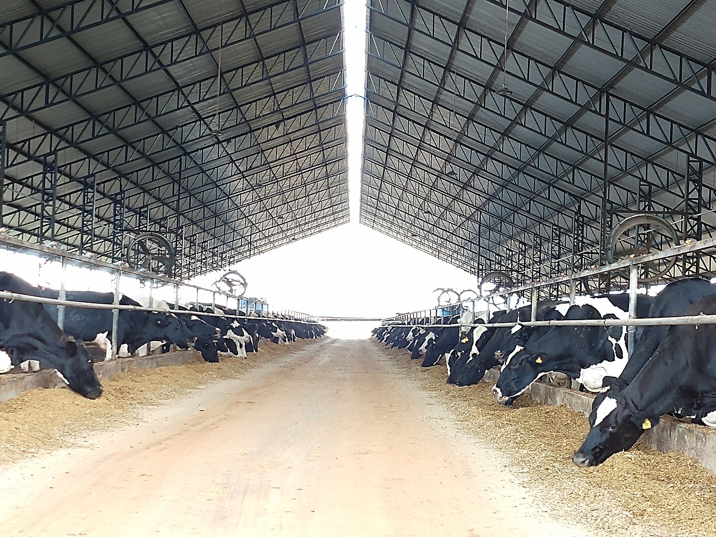 Cows in Brazil ThermoPlus®