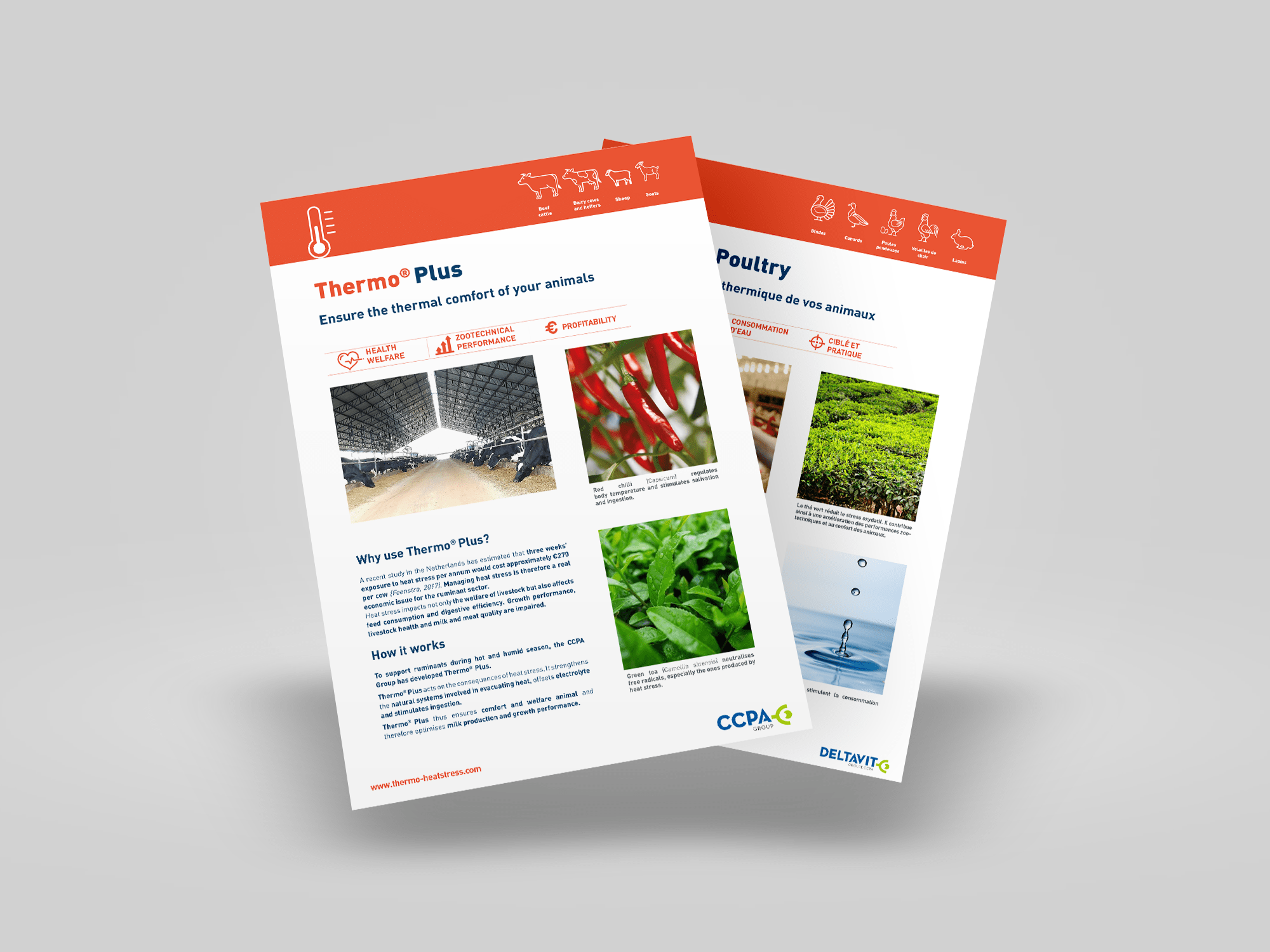 Download our commercial sheet
