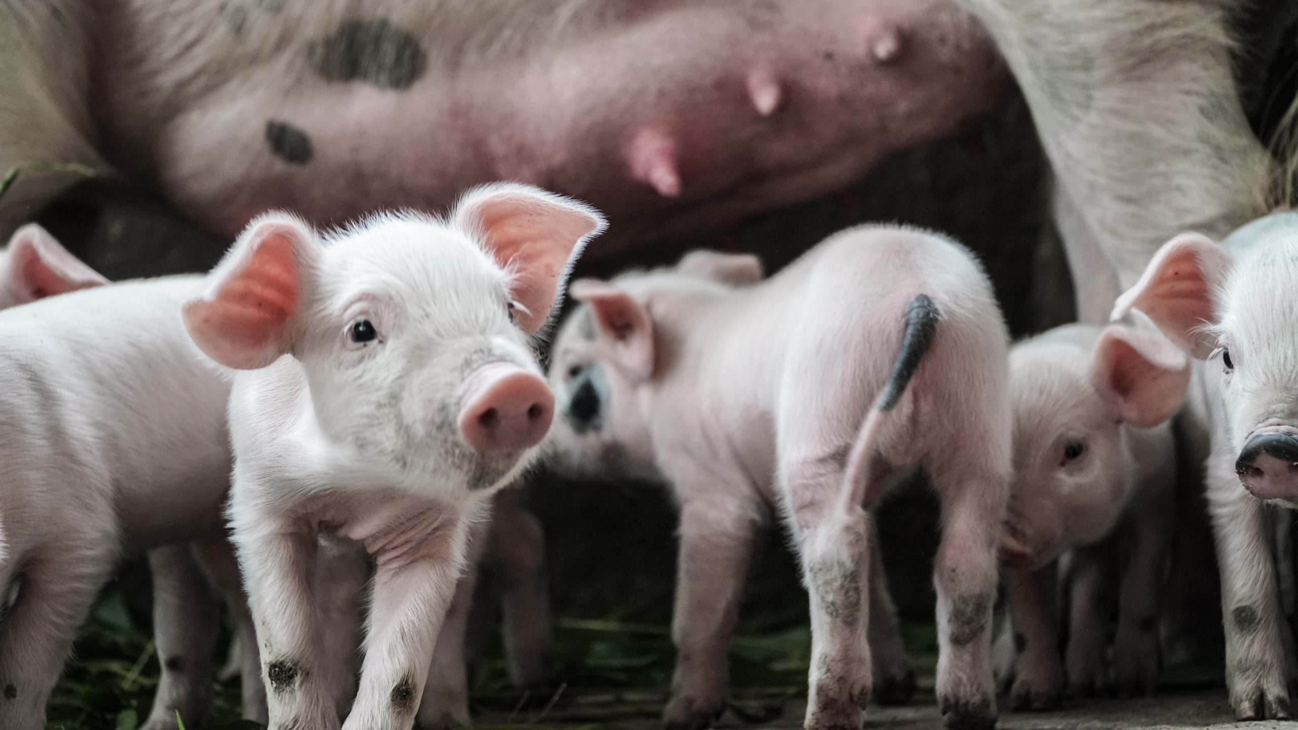 Our solutions Thermo for pig, sow, piglet