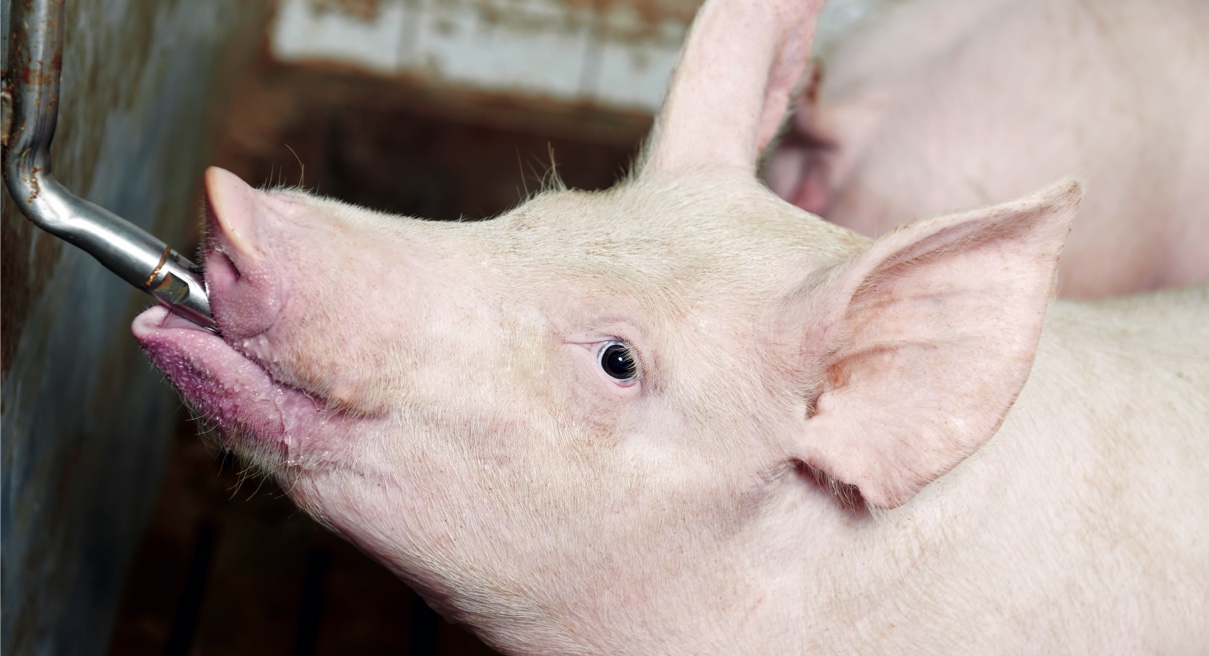 Porc