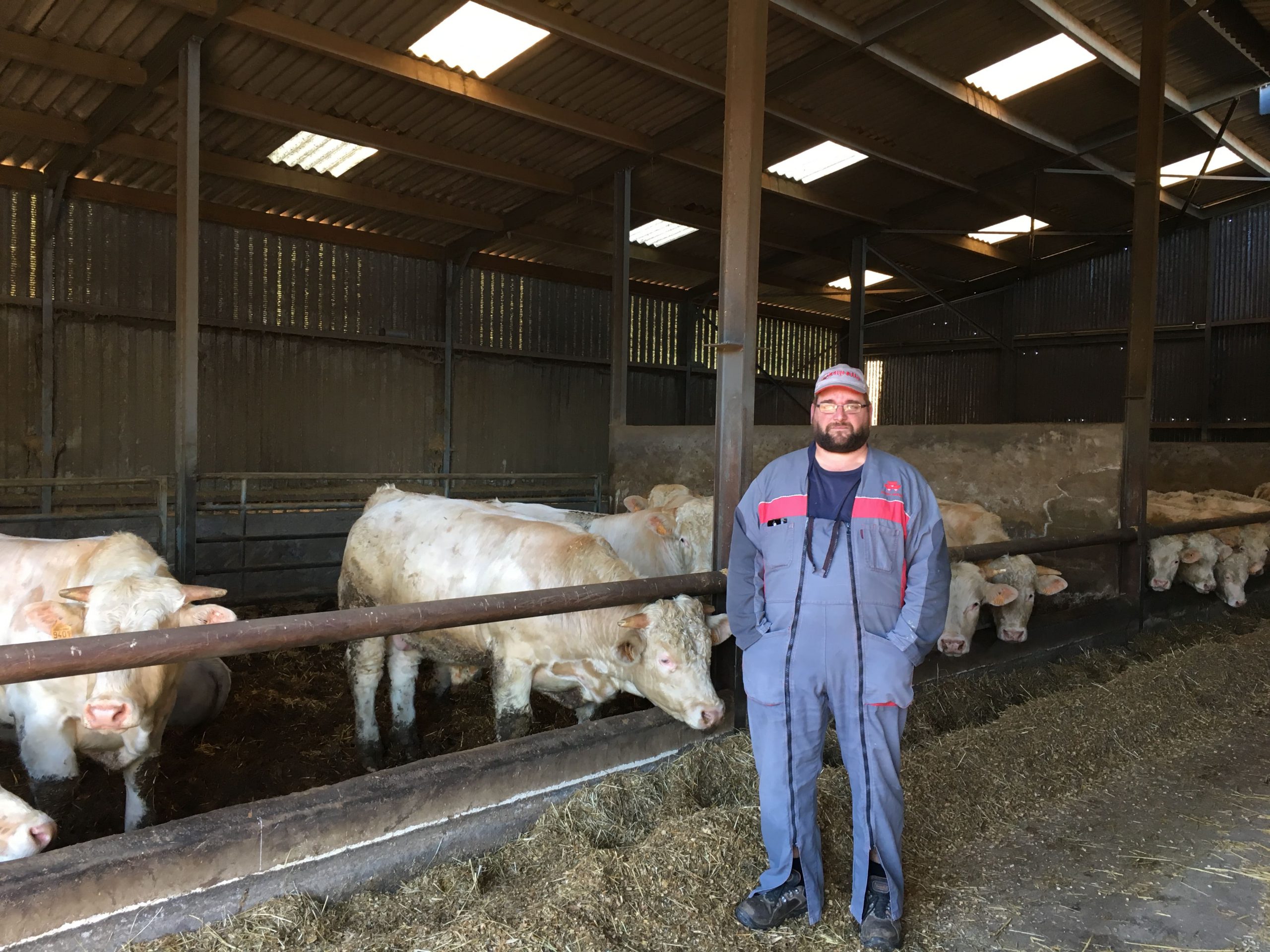 Élevage de ruminants