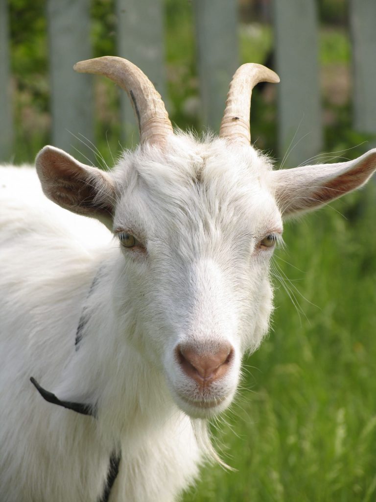 Chèvre
