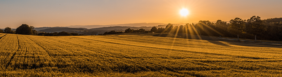 soleil couchant champ agriculture