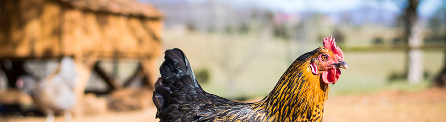 Webinar 1 Poultry Thermo