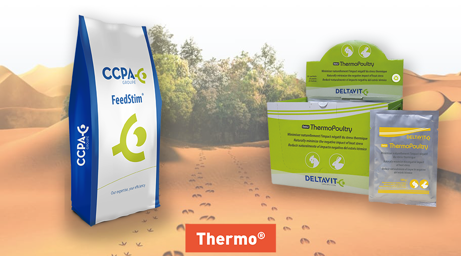 Vignette volaille produits Thermo FeedStim et ThermoPoultry