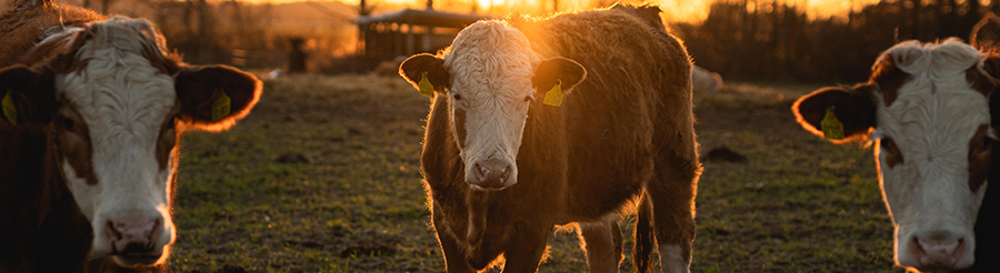 webinar stress thermique vaches lactation
