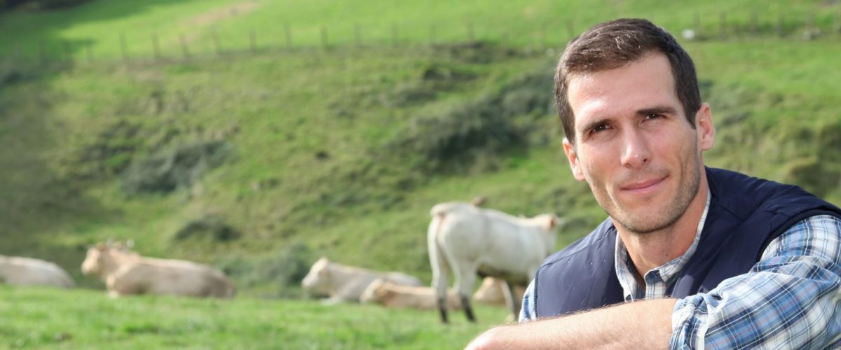 Eleveur champ vache ruminant