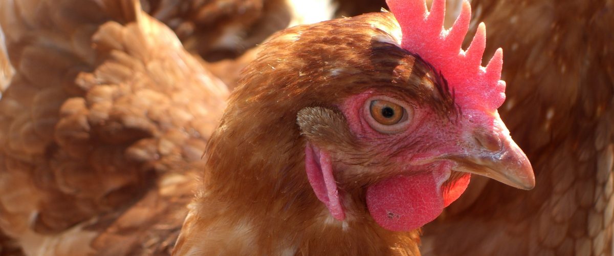 Cartel científico sobre el estrés térmico de los pollos