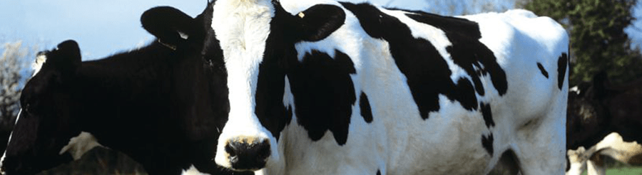 Prim Holdstein dairy cows ThermoPlus