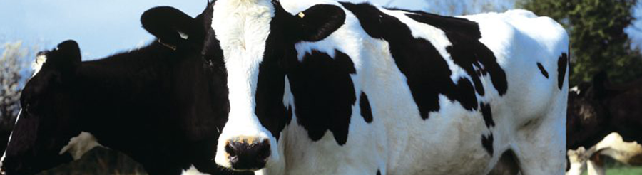 Vacas lecheras Prim Holstein Thermo